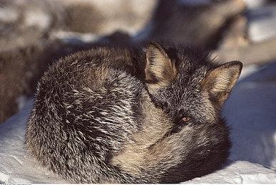 Steam最新一周销量榜 《绝地潜兵2》三连冠